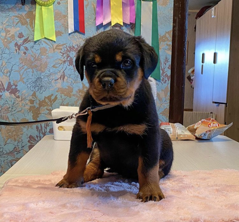 Beautiful Female Rottweiler Puppies In The Usa Ad 75199