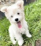 Adorable Maltese puppy near me looking for a new home  Virginia Beach