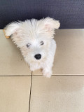 Adorable Maltese puppy near me looking for a new home  Virginia Beach