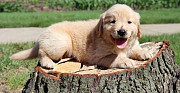 Awesome Golden Retriever Puppies For Sale Denver