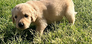 Excellent Golden Retriever Puppies For Sale Augusta