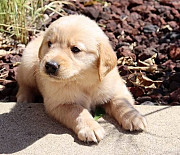 Cute Kids Golden Retriever Puppies For Sale Lansing