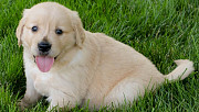 Re-home Golden Retriever Puppies For Sale Lincoln