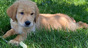 Quality Kids Golden Retriever Puppies For Sale Concord