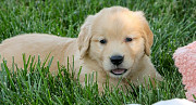 Handsome Golden Retriever Puppies For Sale Albany