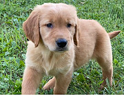 Gorgeous Kids Golden Retriever Puppies For Sale Harrisburg