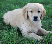 Fantastic Kids Golden Retriever Puppies For Sale Providence
