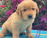 Sweet Kids Golden Retriever Puppies For Sale Madison