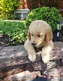 Extra Beauty Golden Retriever Puppies For Sale Sacramento