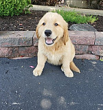 Marvelous Kids Golden Retriever Puppies For Sale Olympia