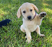 Beautiful Labrador Retriever Puppies For Sale from Augusta