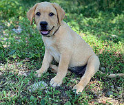 Capital Labrador Retriever Puppies For Sale from Lansing
