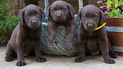 Damp Labrador Retriever Puppies For Sale from Saint Paul