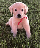 Eager Labrador Retriever Puppies For Sale from Lincoln