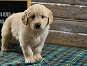 Golden Retriever puppies for sal Denver