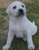 Failing Labrador Retriever Puppies For Sale from Concord