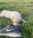 Gaseous Labrador Retriever Puppies For Sale from Trenton