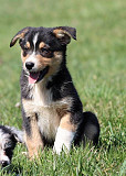 order Collie Puppies for sale from Denver
