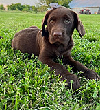 Handy Labrador Retriever Puppies For Sale Denver