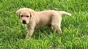 Idolized Labrador Retriever Puppies For Sale from Albany