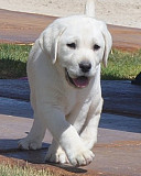 Jagged Labrador Retriever Puppies For Sale from Harrisburg