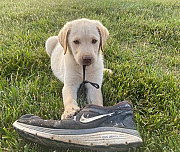 Kindhearted Labrador Retriever Puppies For Sale from Providence