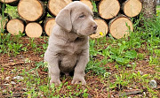 Lanky Labrador Retriever Puppies For Sale from Madison