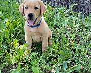Made-up Labrador Retriever Puppies For Sale from Phoenix