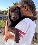 Narrow Labrador Retriever Puppies For Sale from Sacramento