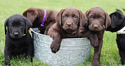 Obese Labrador Retriever Puppies For Sale from Olympia