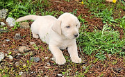 Parched Labrador Retriever Puppies For Sale from Salem