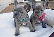 French Bulldog Puppies from Augusta