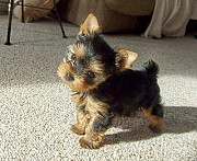 Teacup Yorkie Puppies Concord