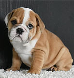 Qualified English Bulldog Puppies For Sale from Denver