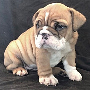 Regular English Bulldog Puppies For Sale from Augusta