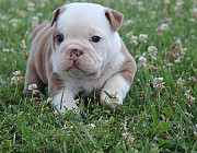 Sardonic English Bulldog Puppies For Sale from Denver