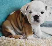 Ultimate English Bulldog Puppies For Sale Lansing