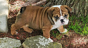 Tangible English Bulldog Puppies For Sale Augusta
