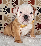 Vague English Bulldog Puppies For Sale Lincoln