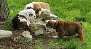 Warlike English Bulldog Puppies For Sale Saint Paul