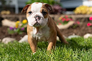 Yearly English Bulldog Puppies For Sale Concord
