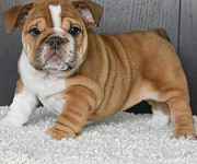 Zealous English Bulldog Puppies For Sale Trenton
