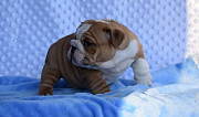Warped English Bulldog Puppies For Sale Albany