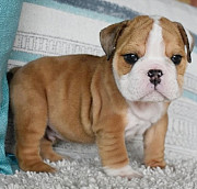 Uncomfortable English Bulldog Puppies For Sale Providence