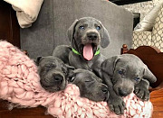 Purebred Weimaraner Pups For Sale Denver