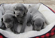 Registered Weimaraner Puppies For Sale Augusta