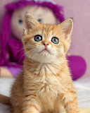 Cute kitten from Singapore