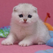 Cute scottish white snow kitten from Singapore