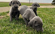 Adorable AKC Weimaraner Puppies Albany