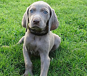 Awesome Weimaraner Puppies For Pick Up Providence